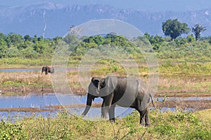 Safari with elephants in Udawalawe national park, Sri Lanka