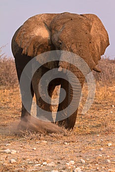 Safari Etosha