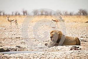 Safari Etosha