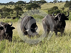 Herd of Afican Buffalo in Serengeti
