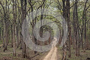 Safari forest trail in Kabini Wildlife Sanctuary , Karnataka, India