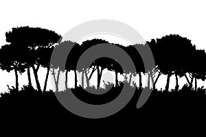 Safari forest, tree landscape isolated on the white background