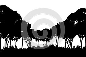 Safari forest, tree landscape isolated on the white background