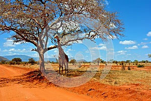 Safari Giraffe photo