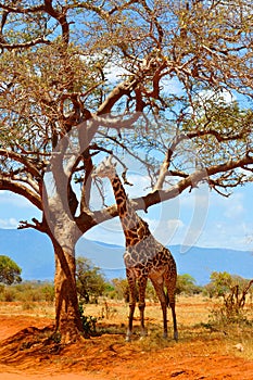 Safari Giraffe