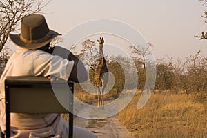 Safari with Giraffe