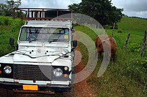 Safari jeep and cow on road