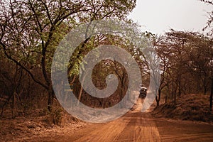 Safari Jeep going away on sandy road. Wild life. Baobab and bush jungles in Senegal, Africa. Bandia Reserve. Hot, dry climate