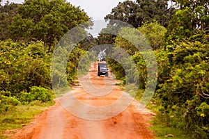 Safari jeep at jungle in Sri Lanka