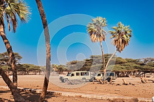 Safari jeeps amidst palm trees at Kalacha Oasis in North Horr, Marsabit, Kenya