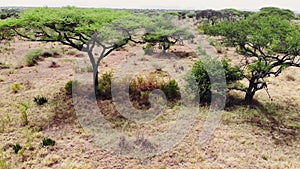 Safari journey through the African Savannah. Aerial footage wilderness savannah grassland landscape in Serengeti