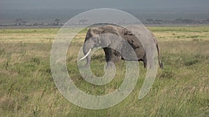 Safari in Kenya and Tanzania. Elephants in an African sanwanna.