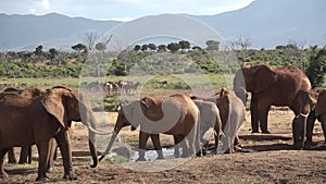 Safari in Kenya and Tanzania. Elephants in an African sanwanna.