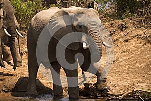 safari Lower Zambezi