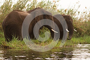 Safari Lower Zambezi photo