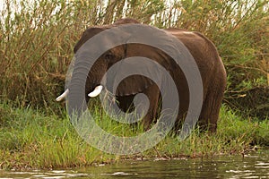 Safari Mana Pools photo