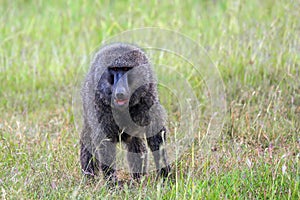 Safari in Masai Mara, Kenya