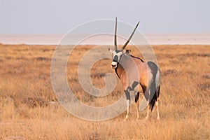 Safari Namibia