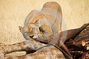 Safari Namibia