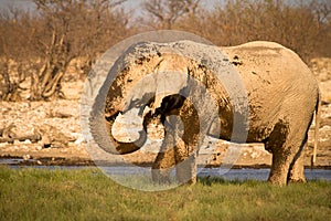 Safari Namibia