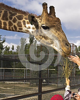 Safari Park. Food for a giraffe.