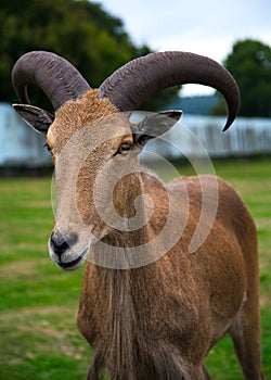 Safari Park Goat