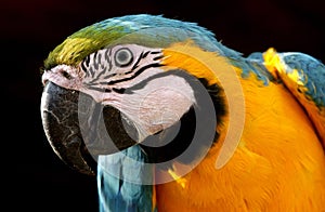 Safari Park Parrot Ara Ararauna
