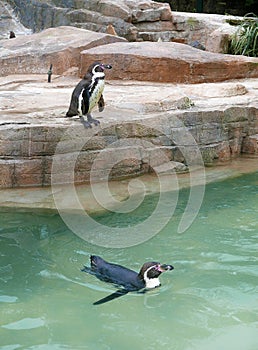 Safari park penguin enclosure