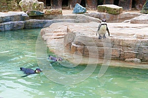 Safari park penguin enclosure