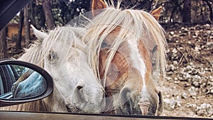 Safari park in Spain