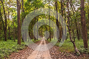 Safari path in dudhua