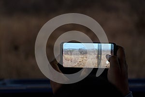 Safari photographer taking picture of lion at night in kruger park south africa