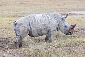 Safari - rhino