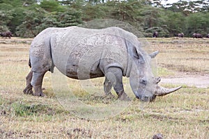 Safari - rhino