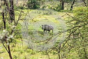 Safari - rhino