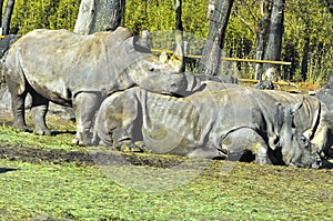 Safari rhinoceros