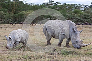 Safari - rhinos