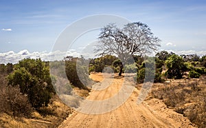 Safari road in Kenya