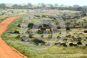Unpaved safari road south africa with elephants game drive photo