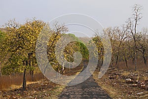 Safari road, Tadoba Tiger Reserve, Maharashtra, India