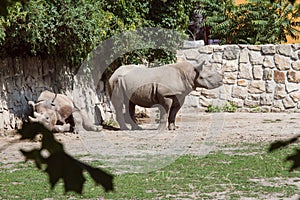 The safari in the Royal Court is a unique place in the Czech Republic