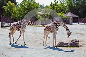 The safari in the Royal Court is a unique place in the Czech Republic