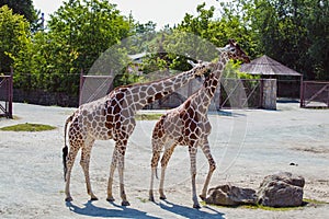 The safari in the Royal Court is a unique place in the Czech Republic