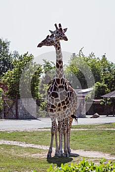 The safari in the Royal Court is a unique place in the Czech Republic