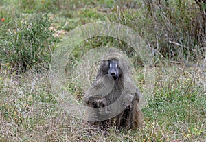 Safari in savannah. Chacma baboon in Kruger National Park, South Africa. Monkey sits in grass and looks at camera