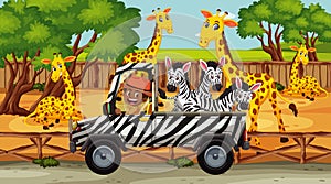 Safari scene with many giraffes and zebras on the truck