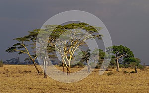 Safari in the Serengeti National Park, Tanzania, Africa. Beautiful African Landscape sunset. Wide Savannah and beautiful plains