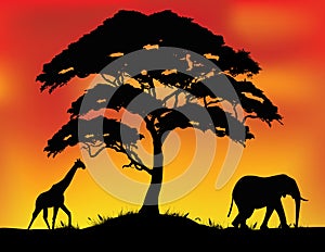 Safari silhouette background