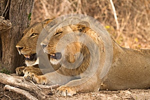 Safari South Luangwa