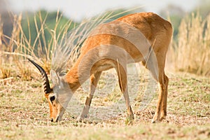 Safari South Luangwa